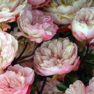Rosa Chinensis Angel Wings , Miniature Rose , 10 Seeds