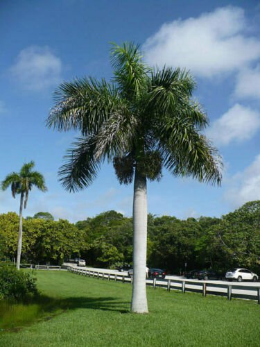 BasqueStore - Roystonea regia, Florida Royal Palm , 10 Seeds