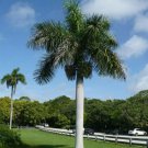 BasqueStore - Roystonea regia, Florida Royal Palm , 10 Seeds