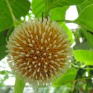 Neolamarckia cadamba, Burflower Tree, Amboina, Kadam, 100 Seeds