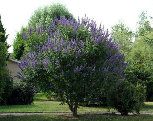 Vitex agnus-castus , Monks Pepper , Chaste Tree , 50 Seeds