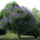 Vitex agnus-castus , Monks Pepper , Chaste Tree , 50 Seeds