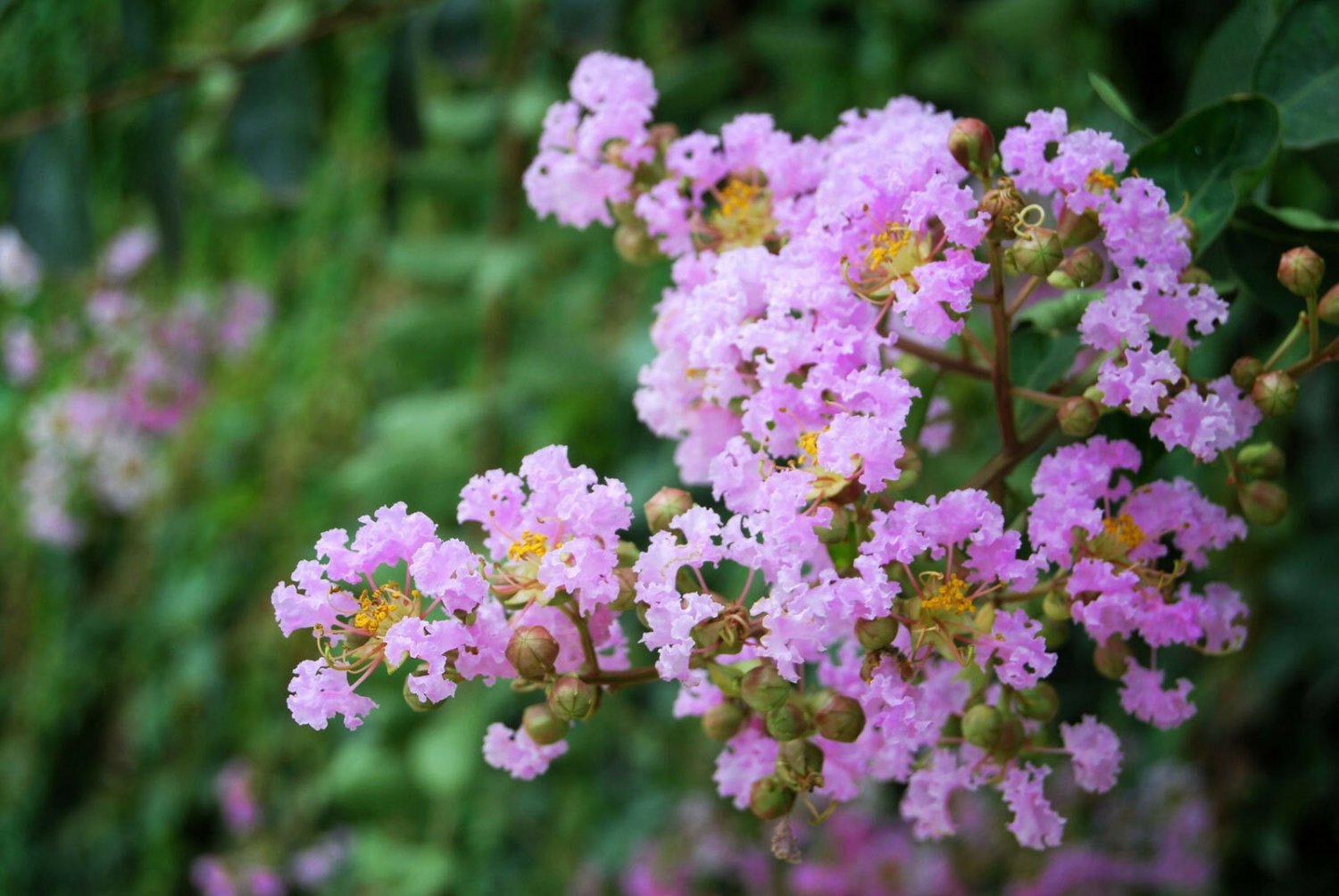 BasqueStore - Lagerstroemia fauriei , Crape Myrtle Muskogee , 50 Seeds