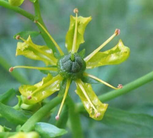 Ruta graveolens , Common Rue , Herb of Grace , Herbygrass , 20 Seeds