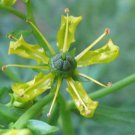 Ruta graveolens , Common Rue , Herb of Grace , Herbygrass , 20 Seeds