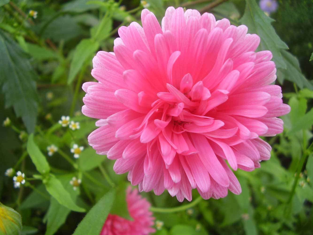 BasqueStore - Callistephus chinensis, Dwarf Milady, China Aster, 20-Seeds