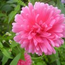 BasqueStore - Callistephus chinensis, Dwarf Milady, China Aster, 20-Seeds