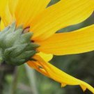 Helianthus pauciflorus, Showy Sunflower, 20-Seeds