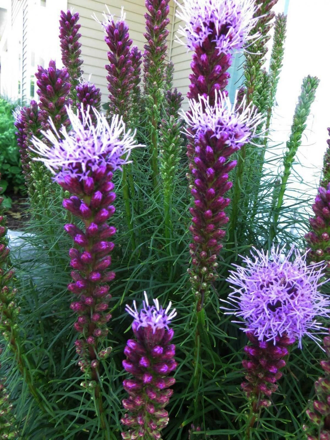 BasqueStore - Liatris spicata, Gayfeather, Marsh Blazing Star, 50 Seeds