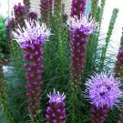 BasqueStore - Liatris spicata, Gayfeather, Marsh Blazing Star, 50 Seeds