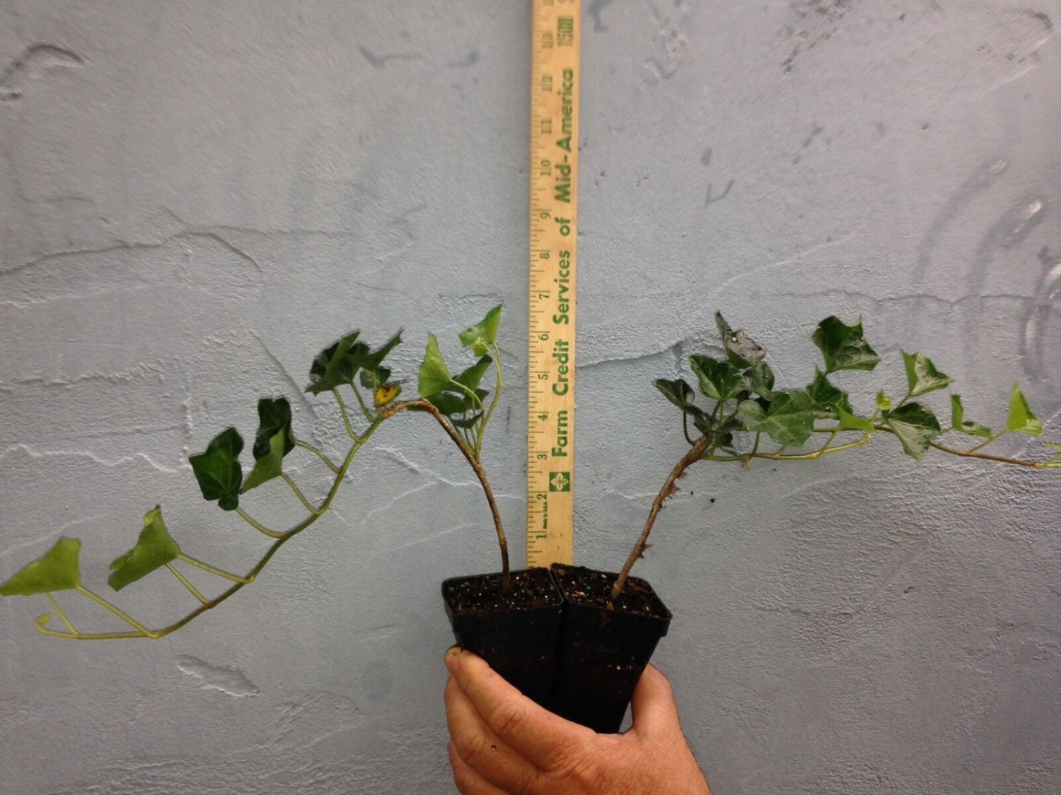 BasqueStore - BALTIC-SUB ZERO IVY 1 potted plant, flowering-plant