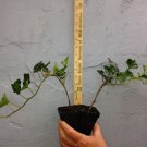 BasqueStore - BALTIC-SUB ZERO IVY 1 potted plant, flowering-plant