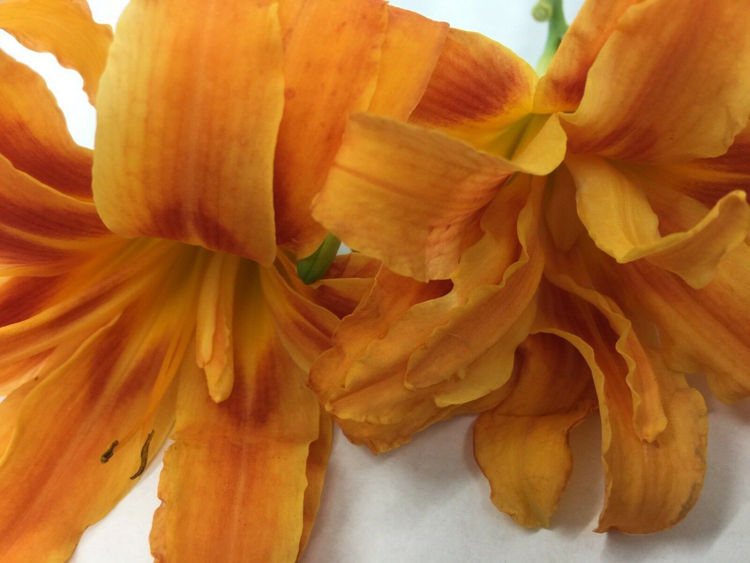 BasqueStore - DOUBLE ORANGE BLOOM Daylily 3 fans/root systems , flowering-plant