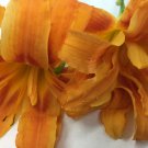 BasqueStore - DOUBLE ORANGE BLOOM Daylily 3 fans/root systems , flowering-plant