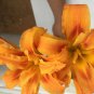 BasqueStore - DOUBLE ORANGE BLOOM Daylily 3 fans/root systems , flowering-plant