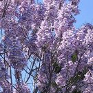 WORLDS FASTEST GROWING TREE *ROYAL EMPRESS TREE SEEDS * PRINCESS TREE *