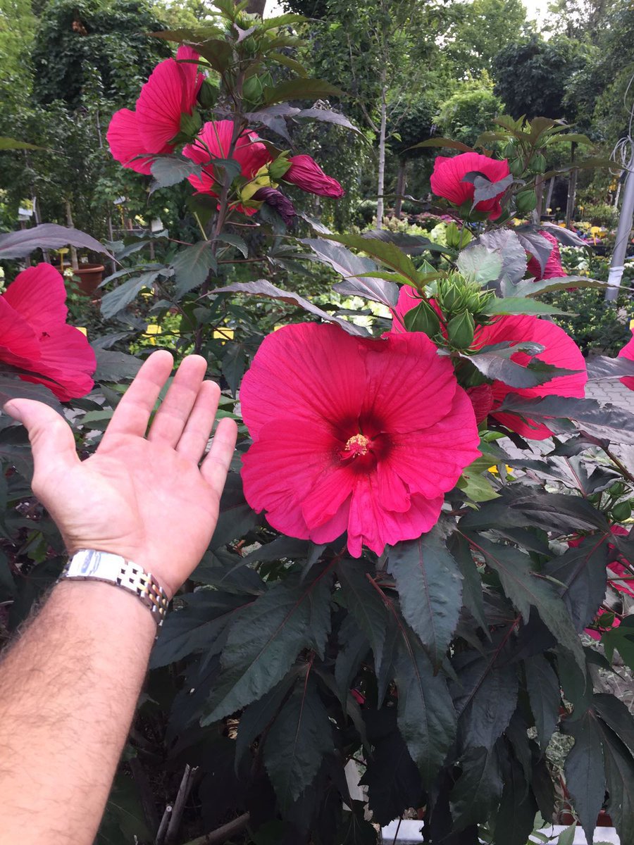 Hibiscus Moscheutos 'Carousel Pink Passion' - Plant - Approx 7-10 Inch