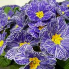 Blue White Stripe Primrose Flower Seeds 80 SEEDS- BUY 4 OR MORE FREE SHIPPING