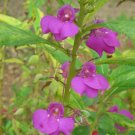 BasqueStore - Chinese Balsam, Impatiens Balsamina, Medicinal Seeds, 30 seeds per pack