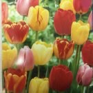 Tulip Mix 3 bulbs Mid Spring Bloomers