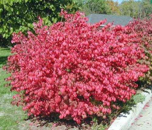 BasqueStore - DWARF BURNING BUSH bare root (Euonymus Alatus), flowering-plant