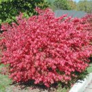BasqueStore - DWARF BURNING BUSH bare root (Euonymus Alatus), flowering-plant