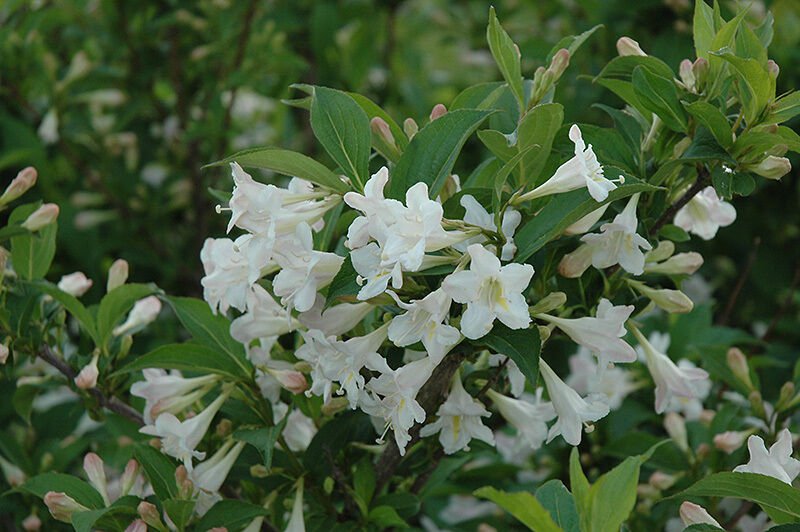 BasqueStore - WHITE WEIGELA (Weigela florida white), flowering-plant