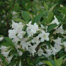 BasqueStore - WHITE WEIGELA (Weigela florida white), flowering-plant