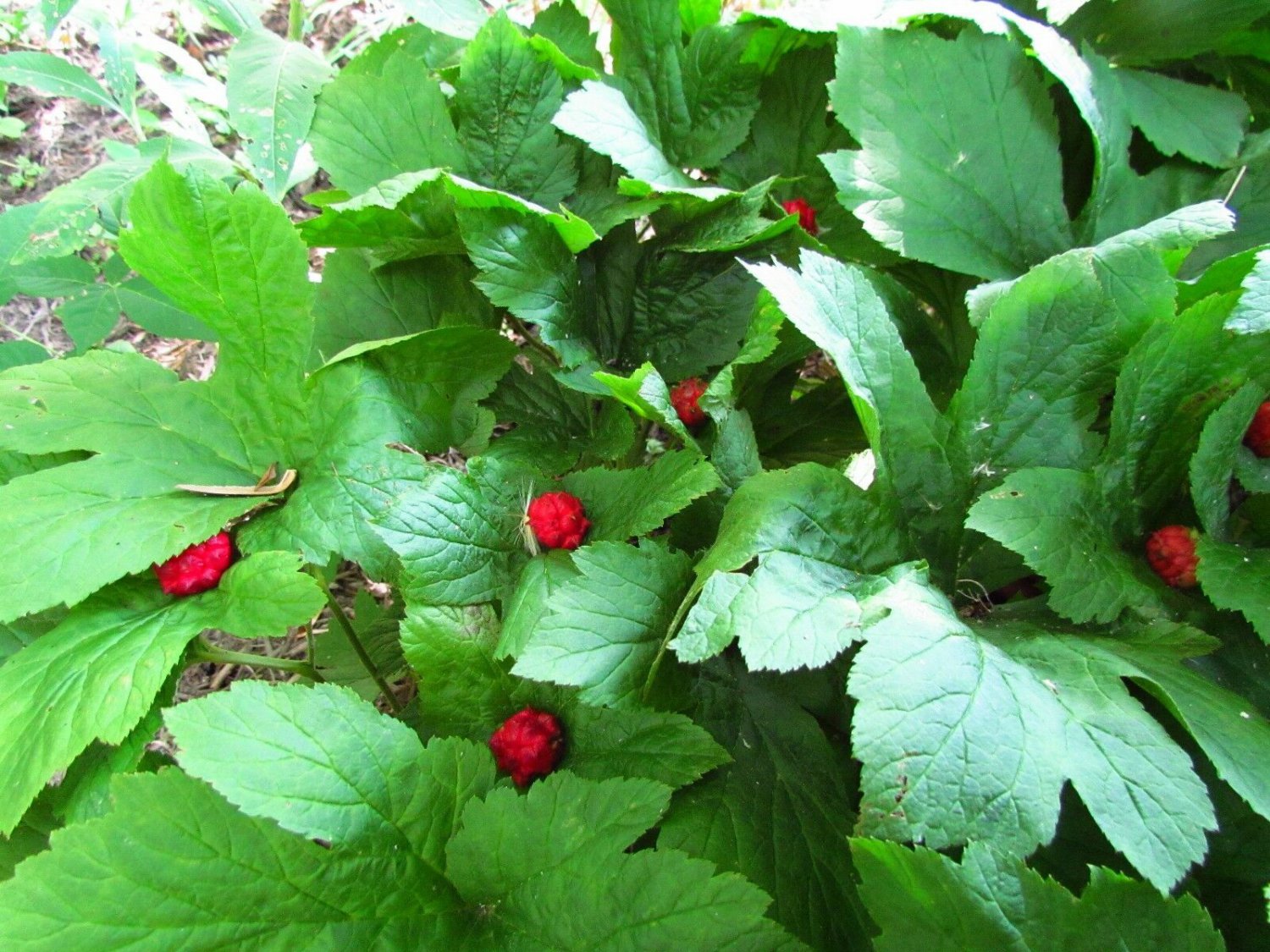 BasqueStore - GOLDEN SEAL 5 bare roots - Hydrastis Canadensis, flowering-plant
