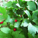 BasqueStore - GOLDEN SEAL 5 bare roots - Hydrastis Canadensis, flowering-plant