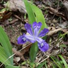 BasqueStore - Wild Iris 5 roots, flowering-plant