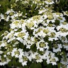 BasqueStore - ALLEGHANY VIBURNUM | in a 3"" pot 6-12"" in height | flowering-plant