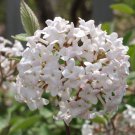 BasqueStore - | Juddi Viburnum | in a 3"" pot 6-12"" in height | flowering-plant