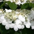 BasqueStore - Japanese Snowball (Viburnum) Bush | 6-12"" plant in a 3"" pot | flowering-plant