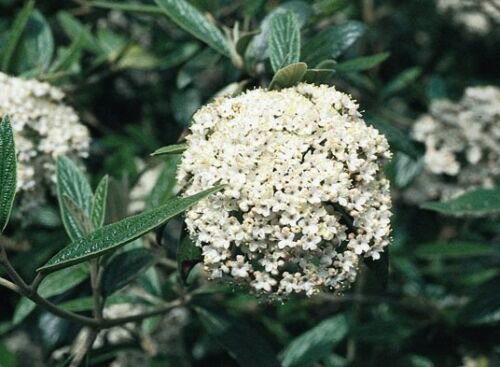 BasqueStore - Pragense Viburnum, flowering-plant