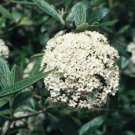 BasqueStore - Pragense Viburnum, flowering-plant
