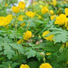 BasqueStore - 5 CELANDINE yellow POPPY bulb (Stylophorum eiphyllym, flowering-plant