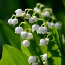 BasqueStore - Lily of the Valley, May Lily, May Bells 5 roots-(Convallaria majalis), flowering-plant
