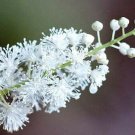BasqueStore - Black Cohosh 5 bulb/root Bugbane, Black Snakeroot, flowering-plant