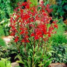 BasqueStore - Red Cardinal Flower 5 roots, Lobelia Cardinalis, flowering-plant