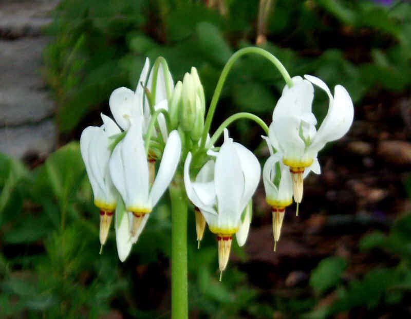 BasqueStore - Shooting Star 5 bulb/roots perennial, flowering-plant