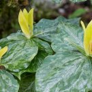 BasqueStore - Yellow Trillium 5 bulbs (T. luteum) wildflower, flowering-plant