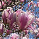 BasqueStore - Jane Magnolia shrub/tree 2 1/2
