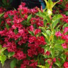 BasqueStore - RUBY RED WEIGELA (Weigela rubrun), flowering-plant