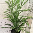 BasqueStore - CRYPTOMERIA YOSHINO Japanese Cedar qt pot, flowering-plant