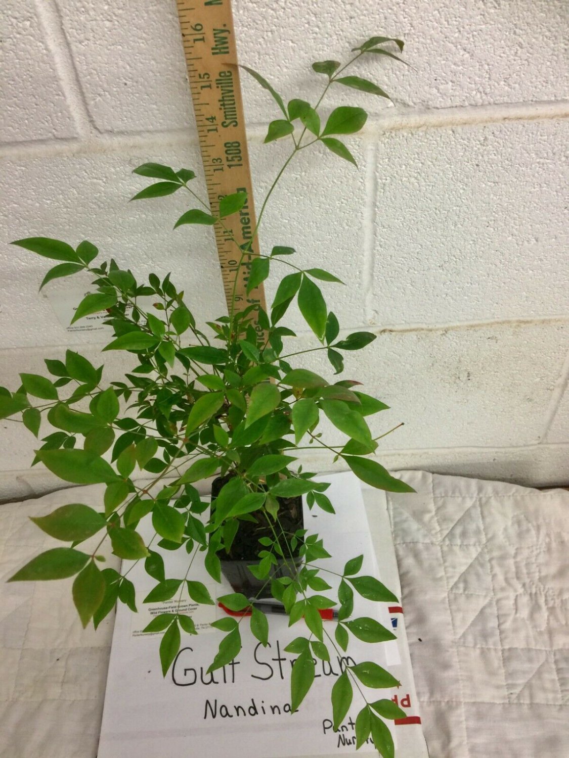 BasqueStore - Gulf Stream Nandina (Nandina domestica 'gulf stream') shrub qt. pot , flowering-plant