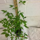 BasqueStore - Gulf Stream Nandina (Nandina domestica 'gulf stream') shrub qt. pot , flowering-plant