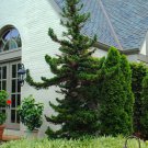 BasqueStore - Cryptomeria Japoncia Black Dragon Japanese Cedar, flowering-plant