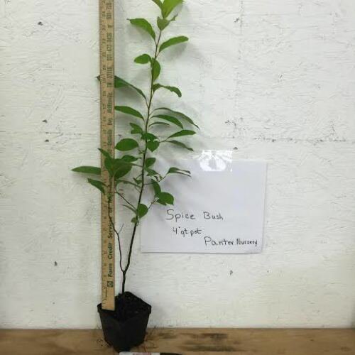 BasqueStore - SPICE BUSH Pond Berry- (Lindera melissifolia), flowering-plant