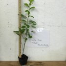 BasqueStore - SPICE BUSH Pond Berry- (Lindera melissifolia), flowering-plant